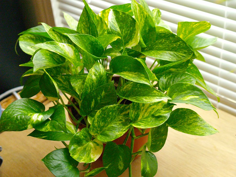 3 signes pour un Pothos mal arrosé