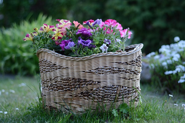 Graines de fleurs à planter en janvier pour une floraison printanière