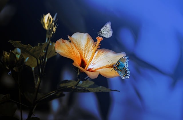 Quand et comment tailler l'hibiscus