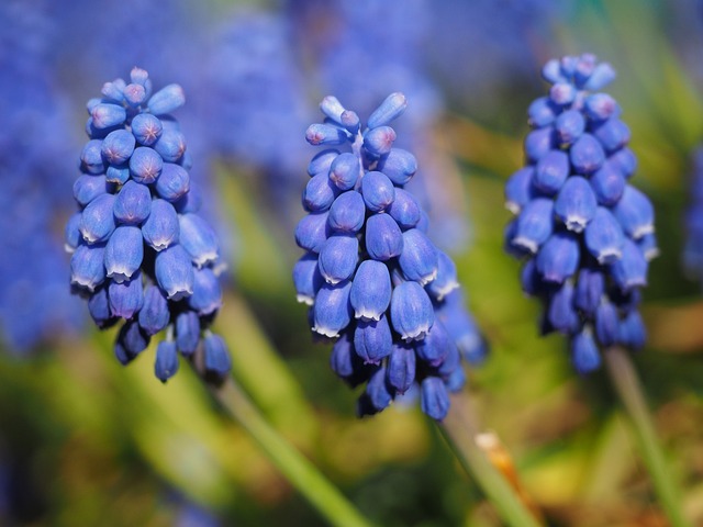 Muscari : la fleur violette spontanée que vous pouvez cultiver en pot