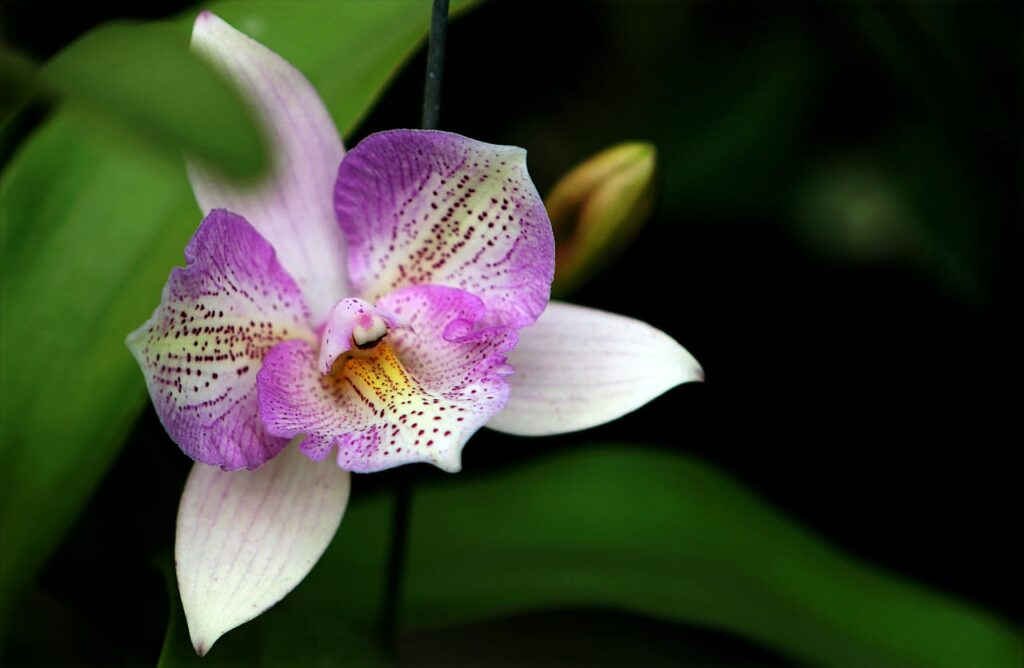 Mes orchidées sont devenue beaux avec deux ingrédients que j'avais à la maison