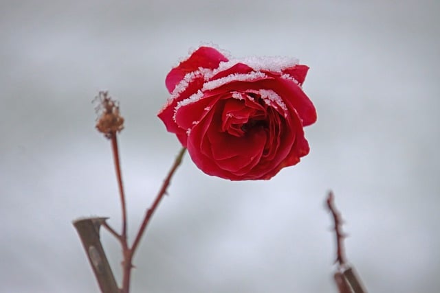 5 plantes qui fleurissent en hiver même avec la neige