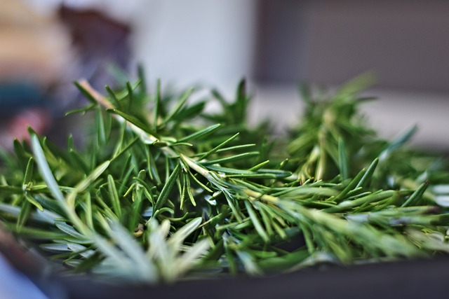 Comment récolter le romarin sans endommager la plante