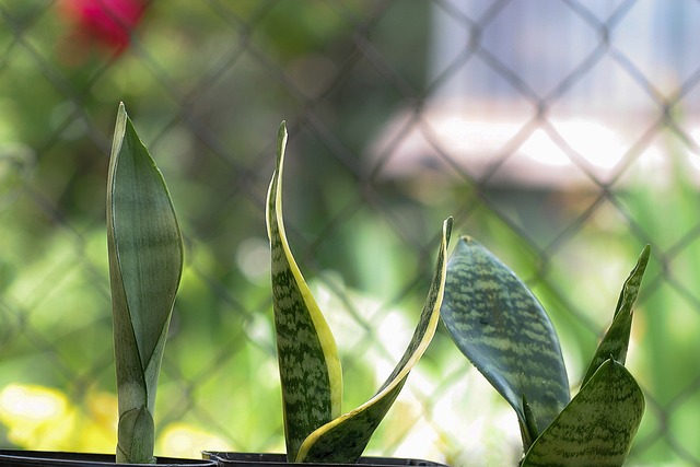 Selon la NASA, ce sont les meilleures plantes à conserver à l'intérieur