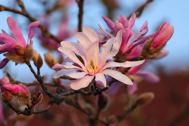 Comment préparer le Magnolia pour la floraison de février