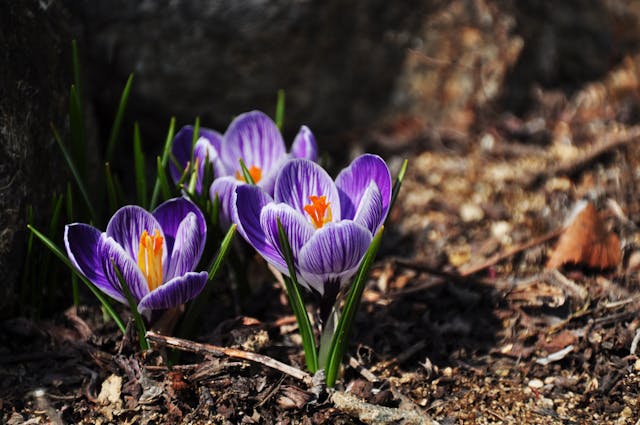 Comment Prolonger la Floraison des Crocus : 3 Techniques Efficaces pour un Printemps Coloré Plus Longtemps