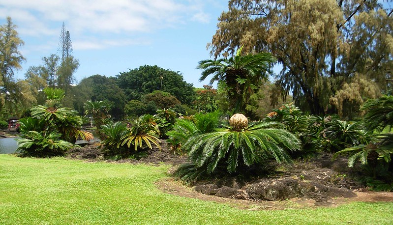 Cycas revoluta : guide complet pour cultiver et entretenir le faux palmier
