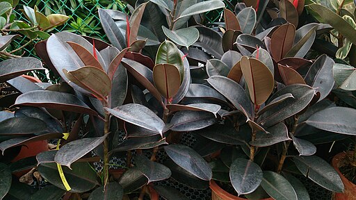Ces plantes d’intérieur qui boostent votre bien-être sans que vous le sachiez