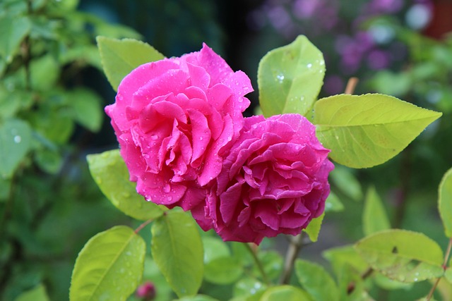 Roses parfumées sans épines : 3 variétés incontournables pour un jardin élégant et sûr