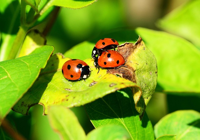 Comment éliminer les insectes nuisibles de son potager : Guide complet et solutions efficaces