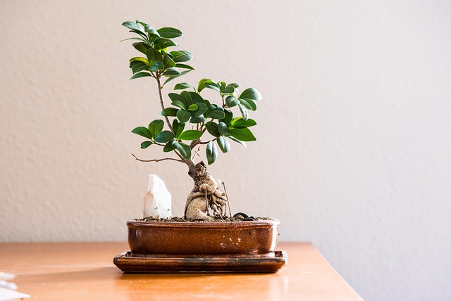 5 plantes purificatrices d’air pour un intérieur plus sain