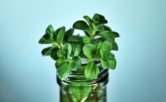Ces plantes aromatiques oubliées sont parfaites pour votre balcon