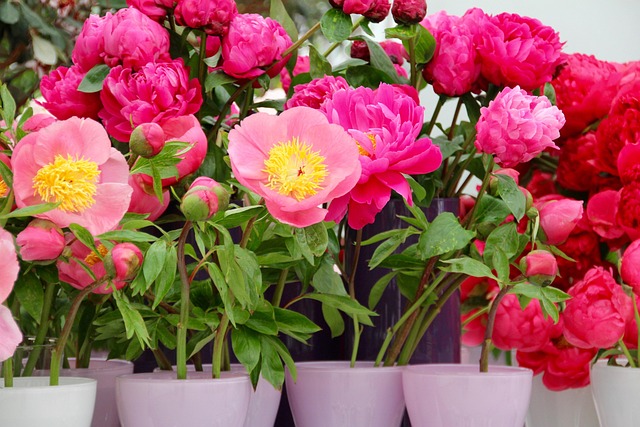 Les pivoines, fleur star du printemps 2025 : variétés, culture et conseils