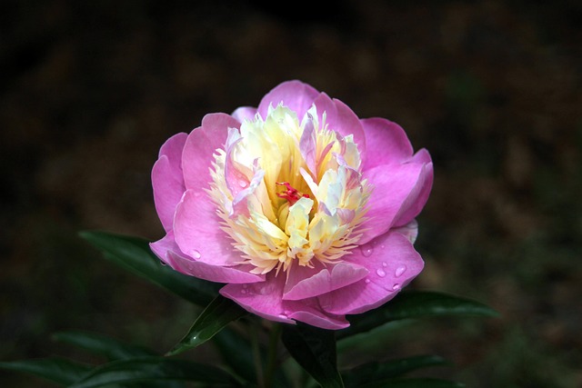 Les pivoines, fleur star du printemps 2025 : variétés, culture et conseils