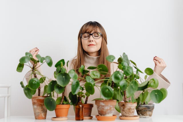 Ces plantes anti-insectes d’intérieur qui protègent naturellement votre habitat