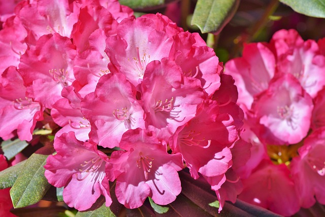 Rhododendrons : secrets de culture pour une floraison spectaculaire au jardin