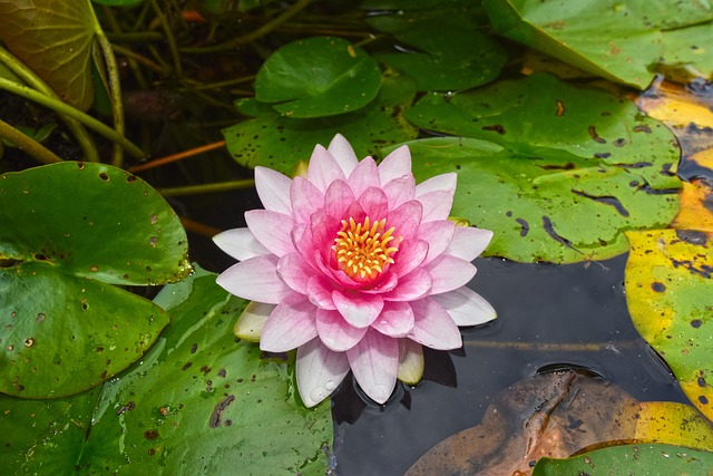 Créer un mini bassin de nénuphars roses : guide pas-à-pas facile et rapide
