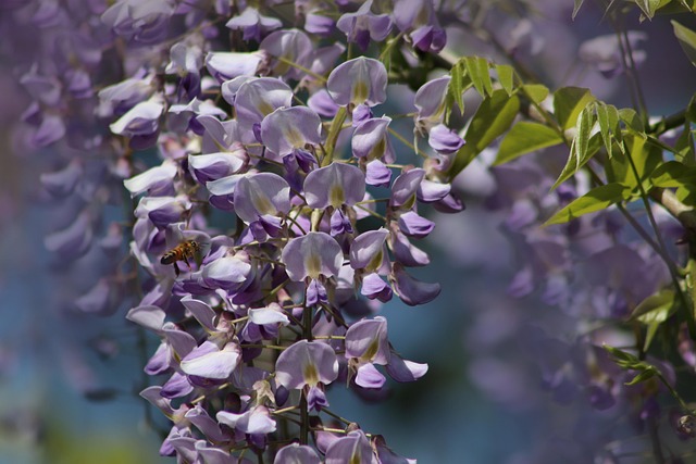 Glycine en fleurs : comment et quand la fertiliser pour une floraison spectaculaire